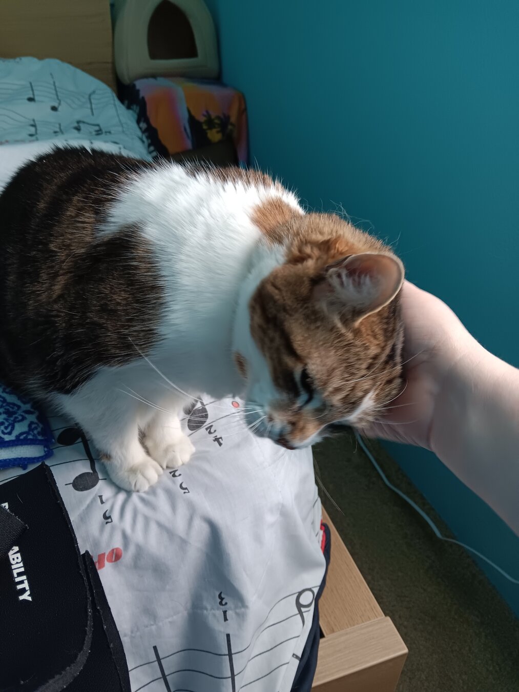A white & brown-tabby cat sits on the corner of a bed curling her head into a pale hand as she demands more love and scritches.