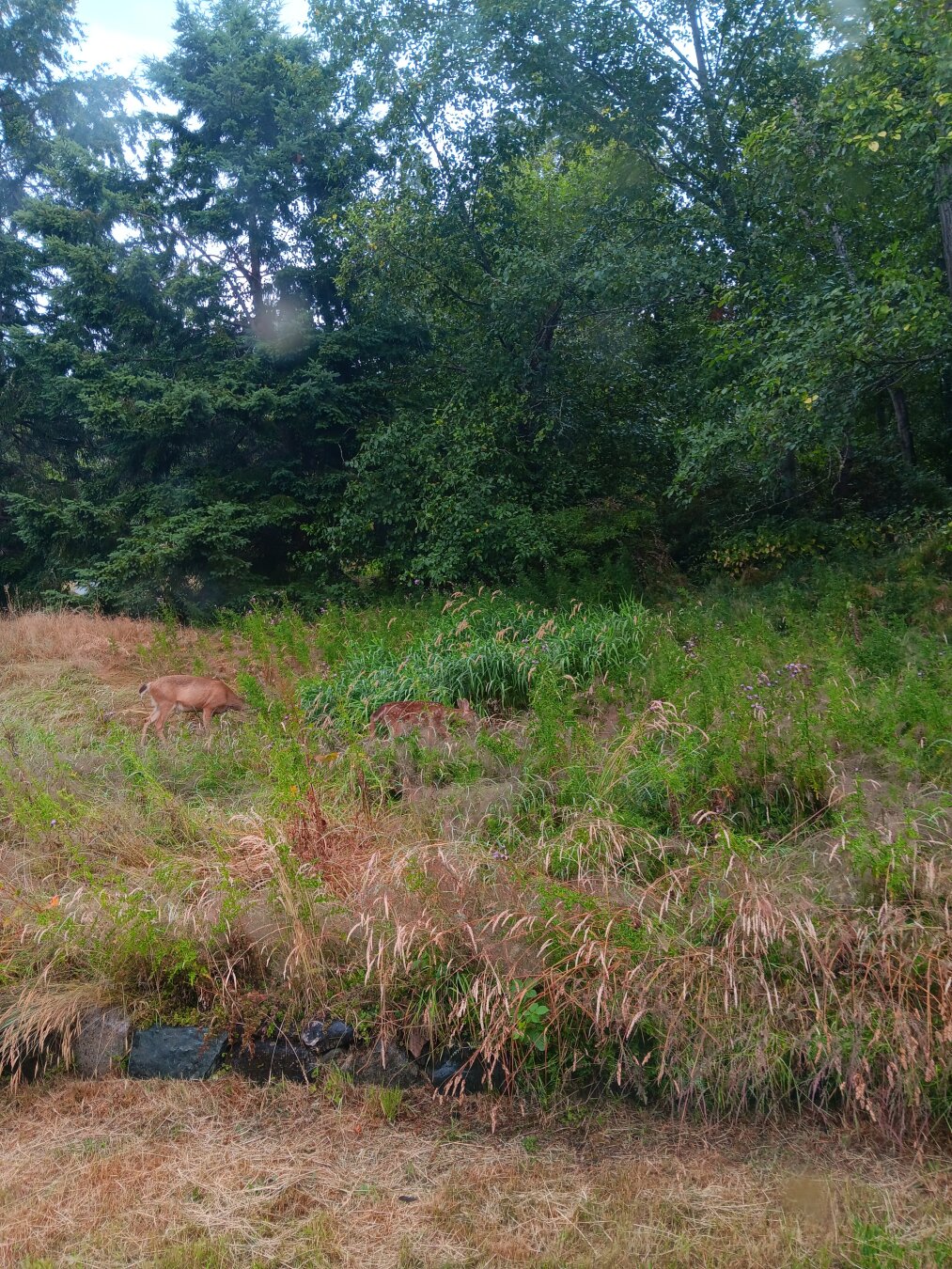 A large doe and mid-sized fawn munch in a sloped meadow edged by a wall of green trees.