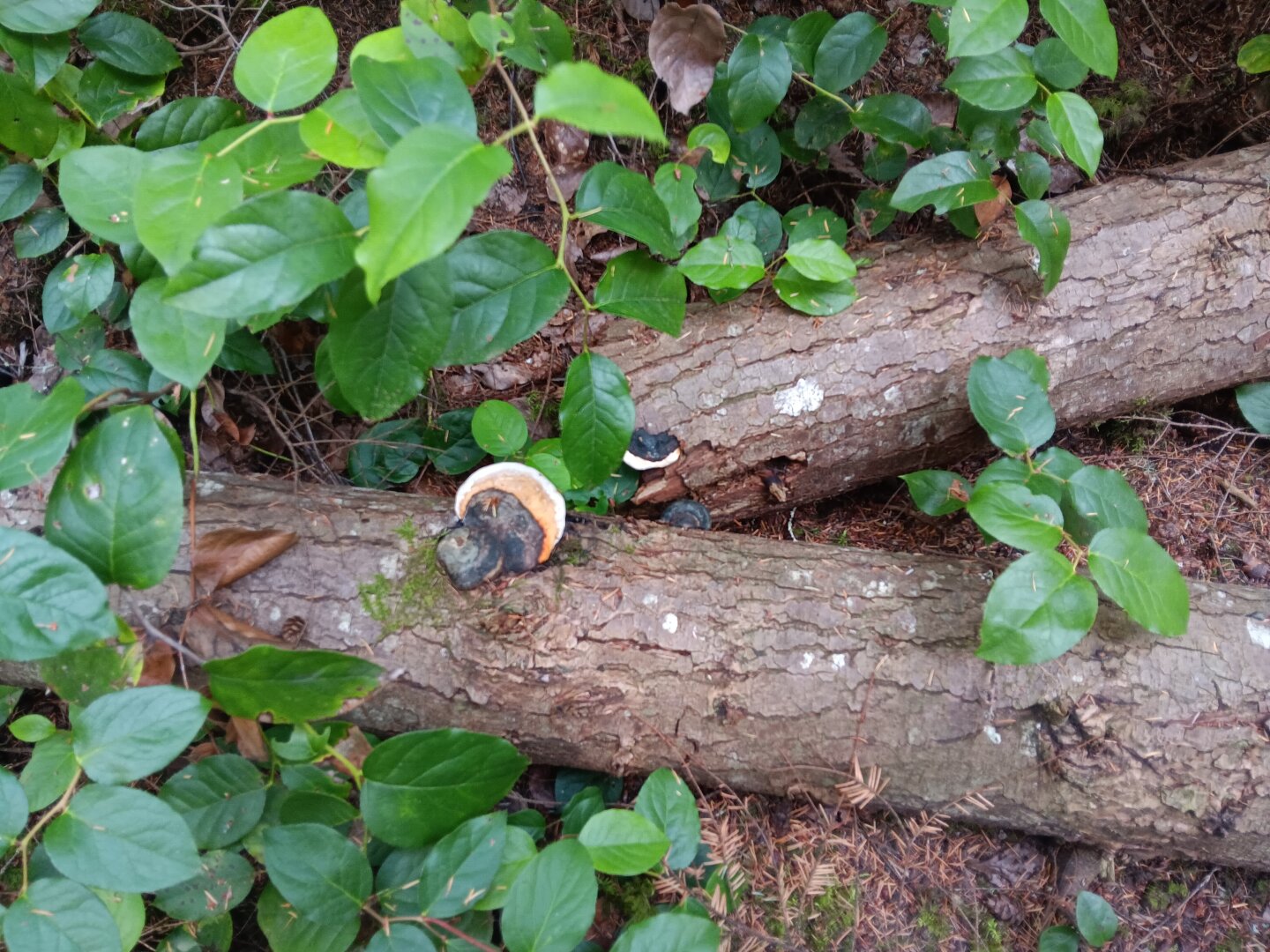 Downed logs lay among bright green undergrowth, with a large white- and blackish mushroom growing on top.