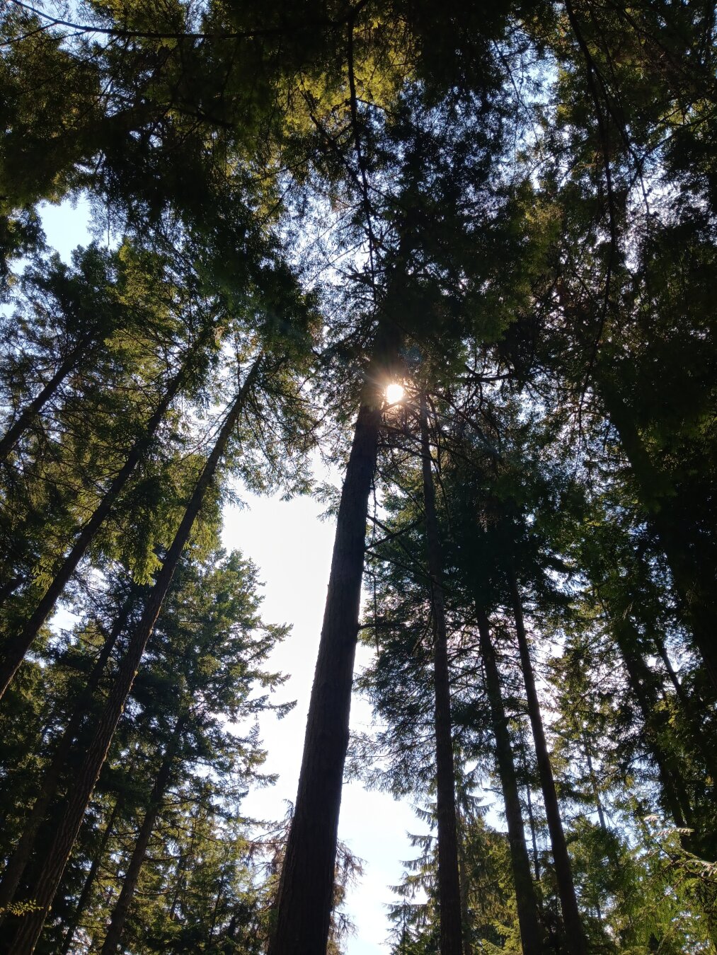 Staring up at the sun as it glows through the evergreen treetops far above.