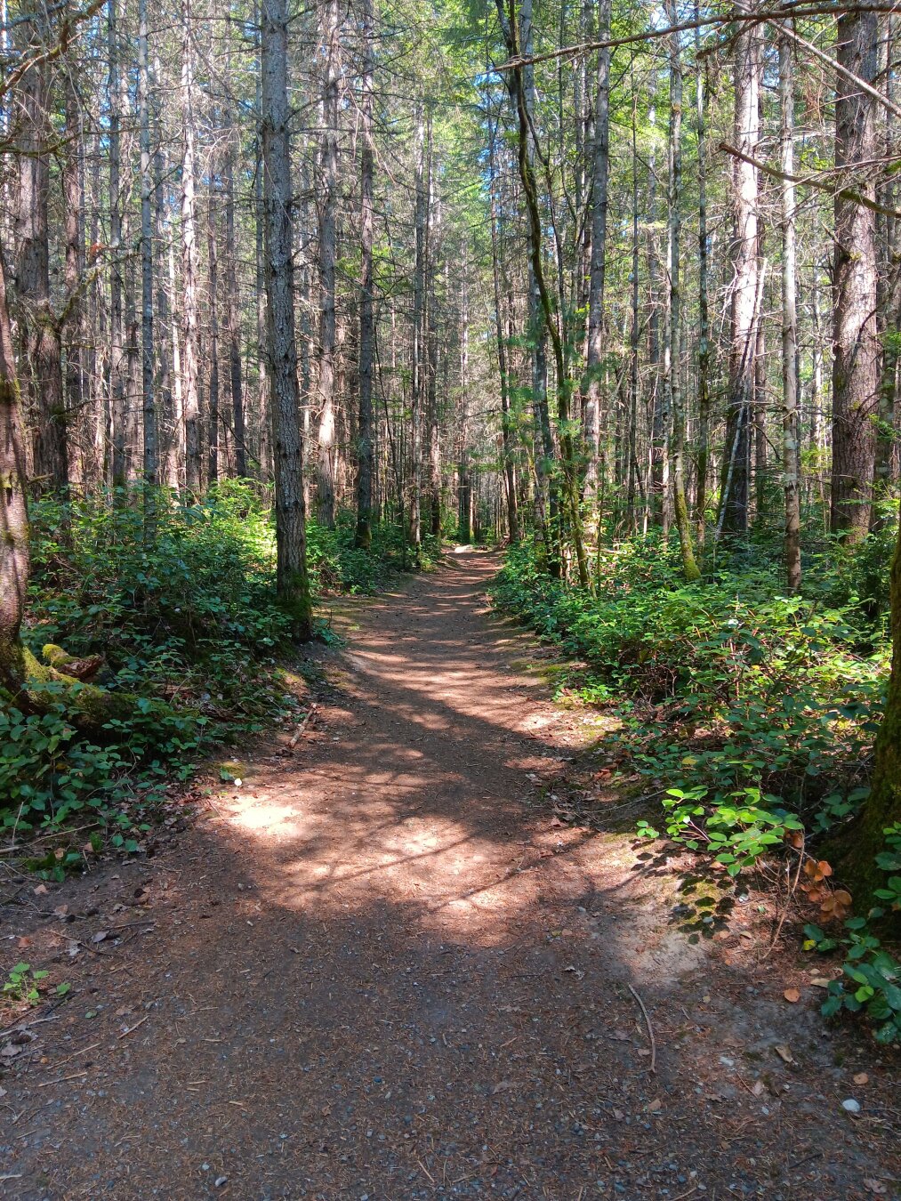 A wide, green-lined trail leads deeper into the woods.