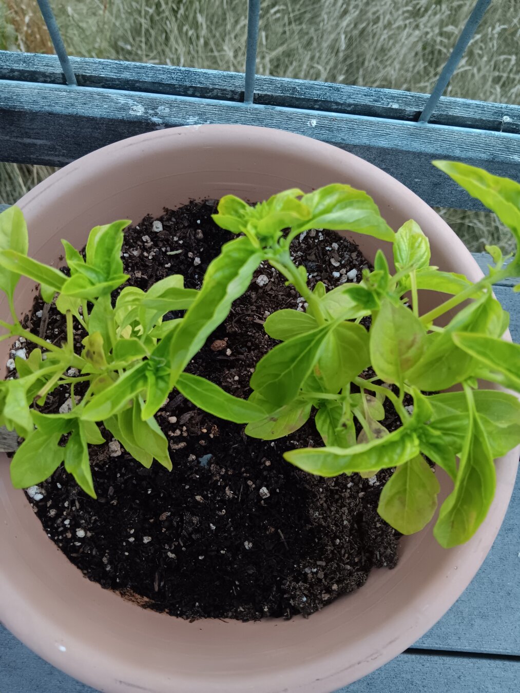 A light green basil plant growing in a light tan pot.