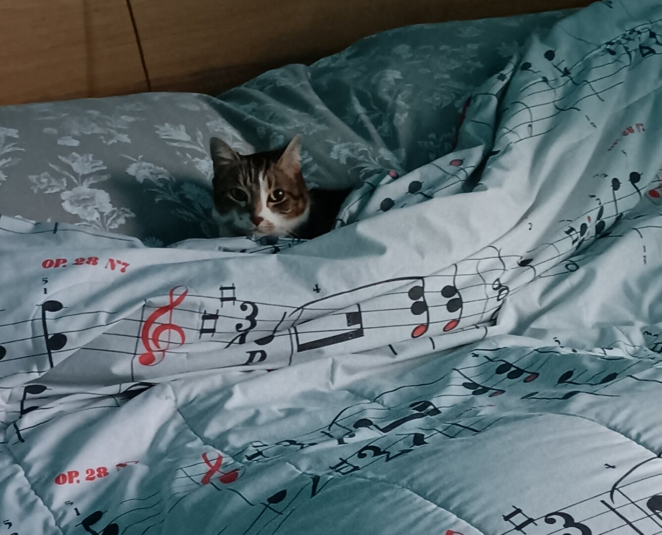 A brown and white tabby cat's head peeks out over the edge of a white comforter with sheet music patterning. Sage-colored pillows are behind her, making it appear as if the cat was tucked into bed human-style.