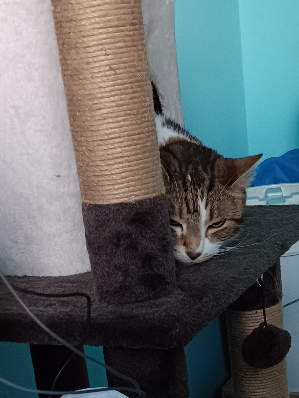 A brown & white tabby cat sleepily glares at the camera from behind a small sisal-wrapped post.