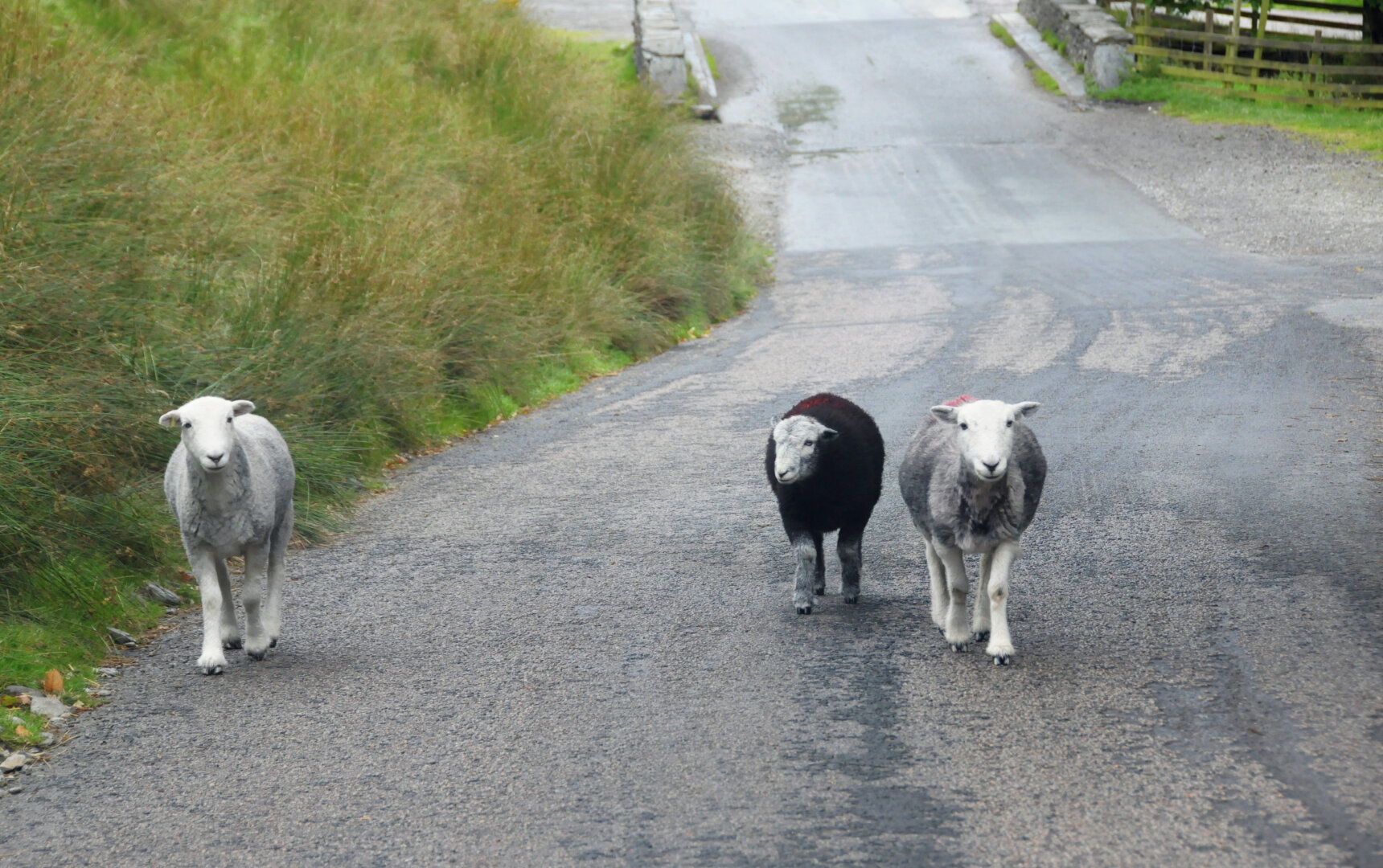 Three sheep walking down the road toward me.