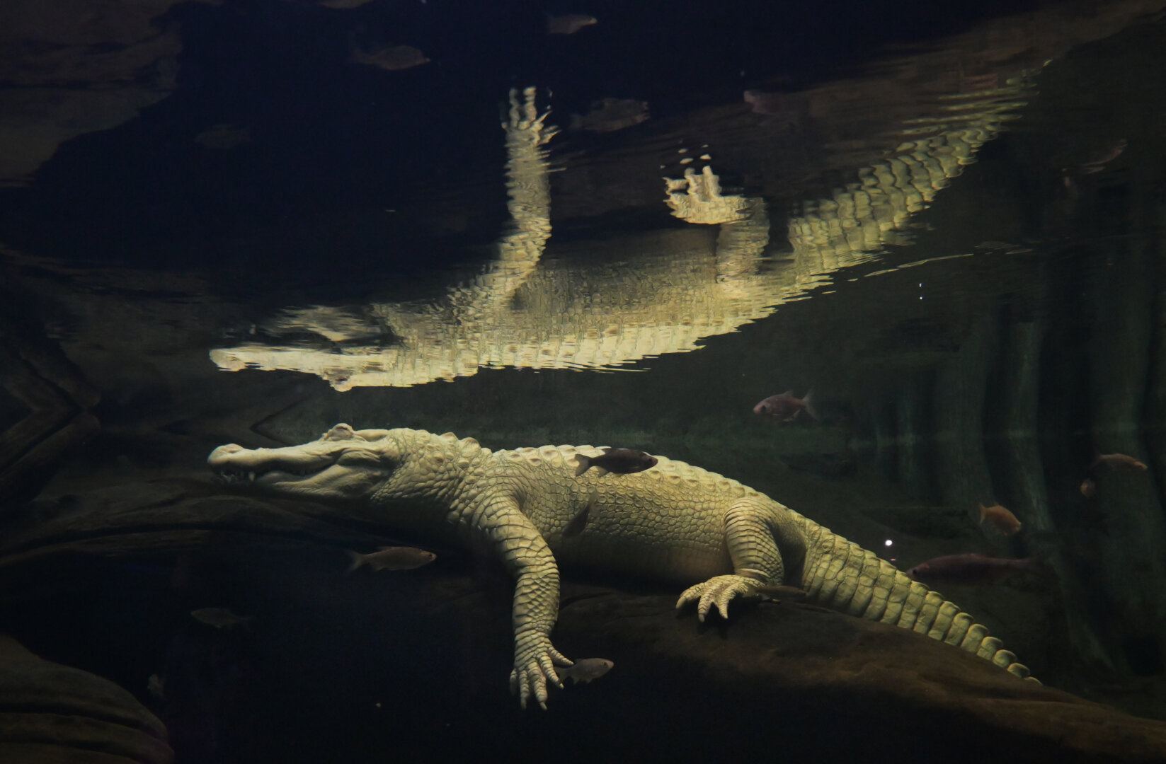 A white albino crocodile underwater, reflected onto the surface above him.
