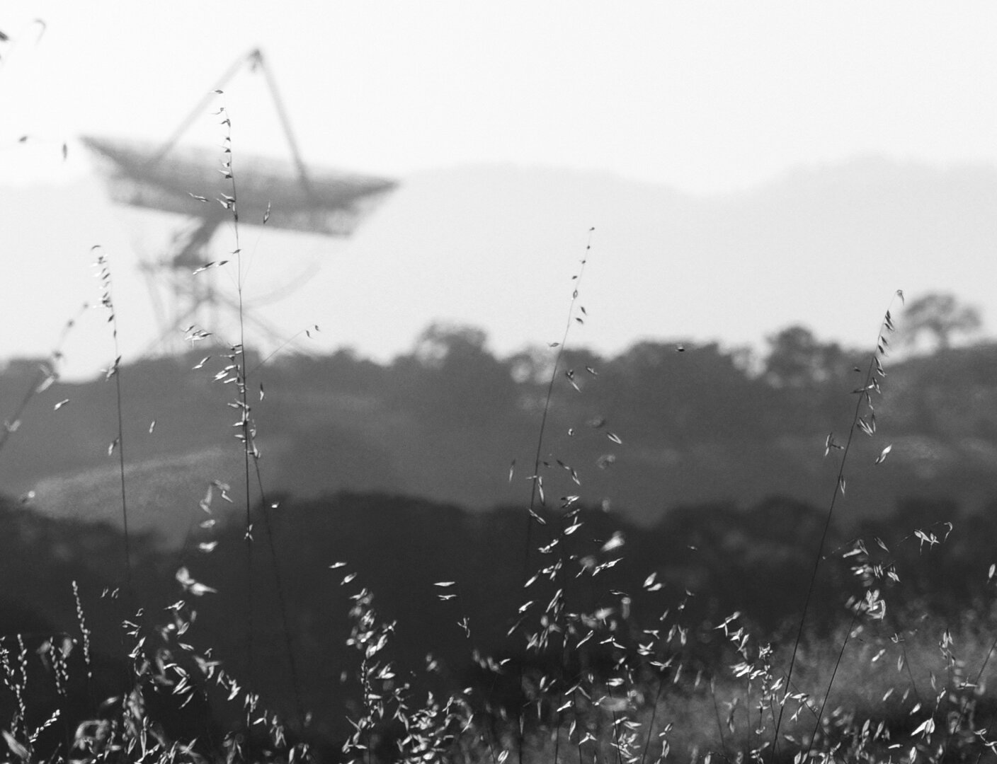 there is a large satellite dish out of focus in the top left - the weeds in the foreground are what is in focus.