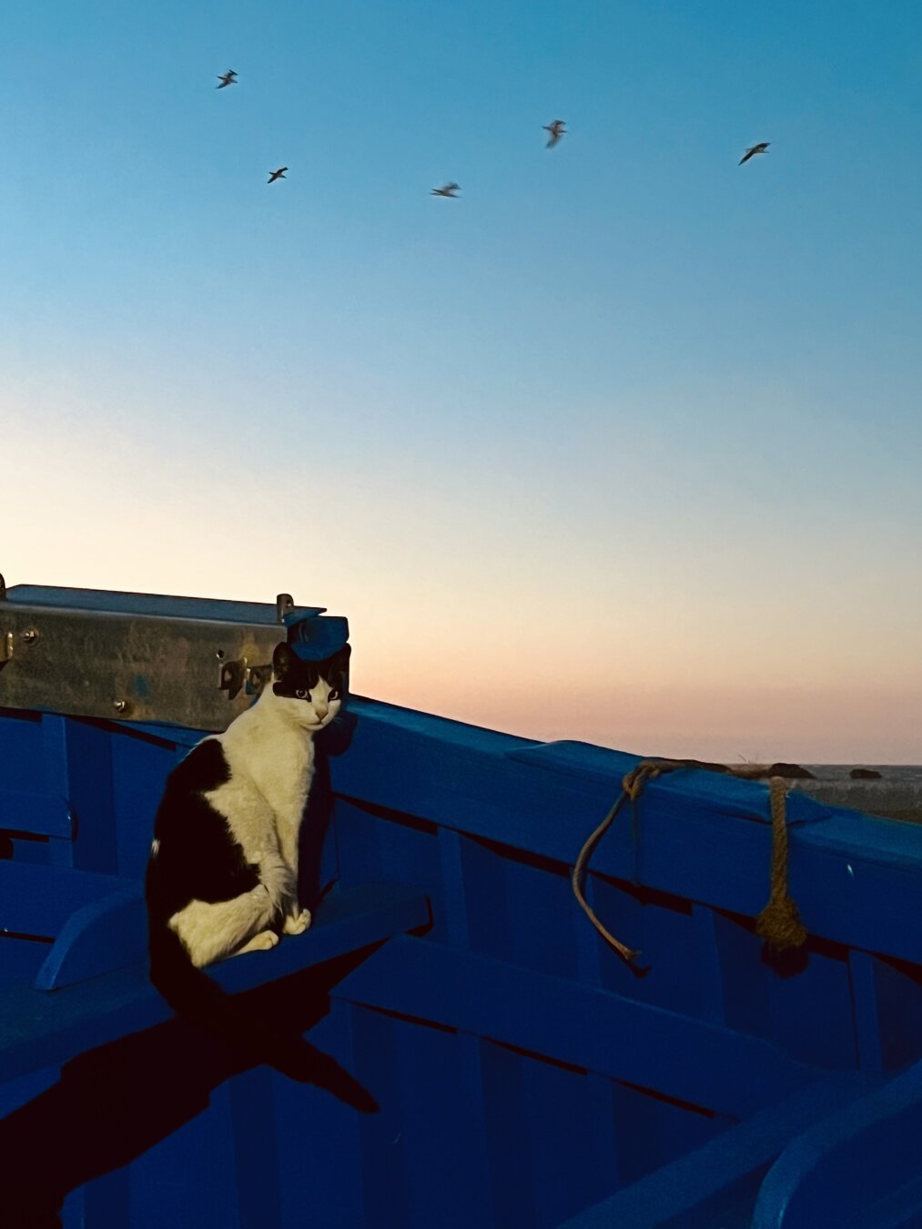 Picture of a cat sitting in a boat at sunset