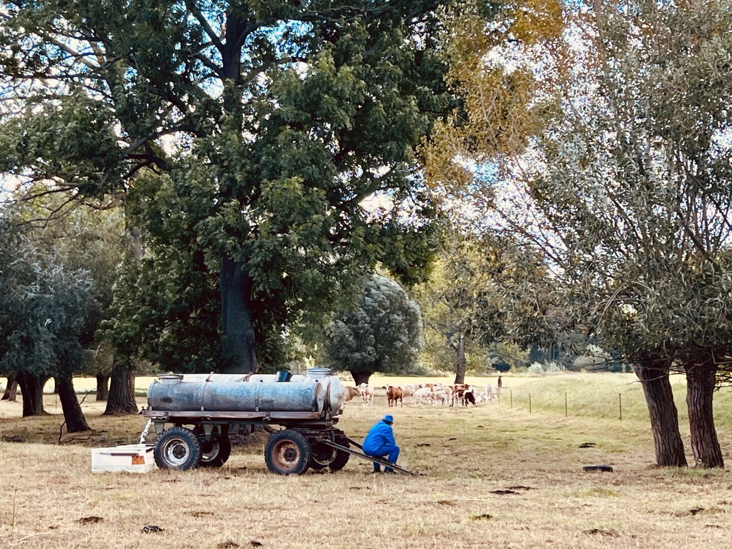 A farmer sitting in front of his cows