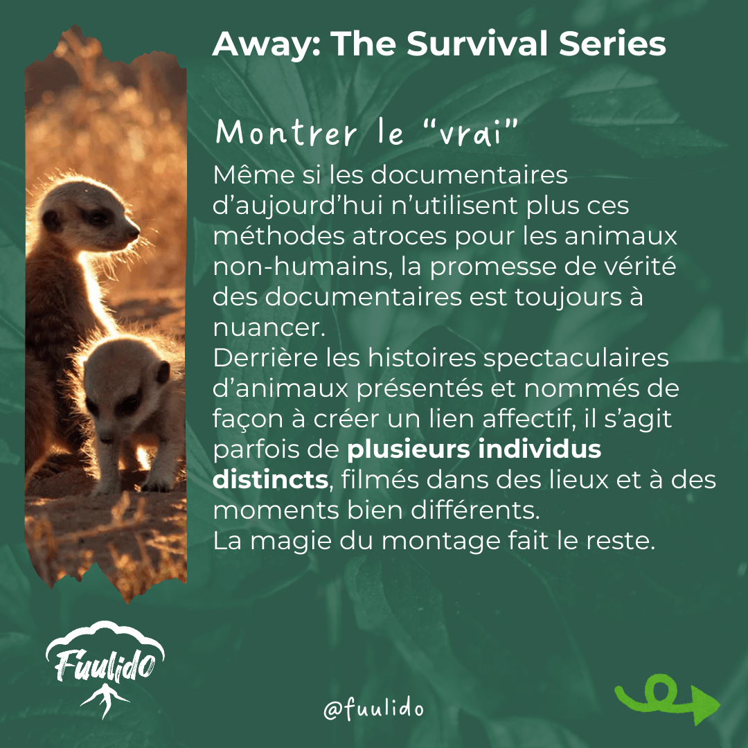 Montrer le “vrai”
Même si les documentaires d’aujourd’hui n’utilisent plus ces méthodes atroces pour les animaux non-humains et mensongères pour l’audience, la promesse de vérité des documentaires est toujours à nuancer. 
Derrière les histoires spectaculaires d’animaux présentés et nommés de façon à créer un lien affectif, il s’agit parfois de plusieurs individus distincts, filmés dans des lieux et à des moments bien différents. La magie du montage fait le reste.