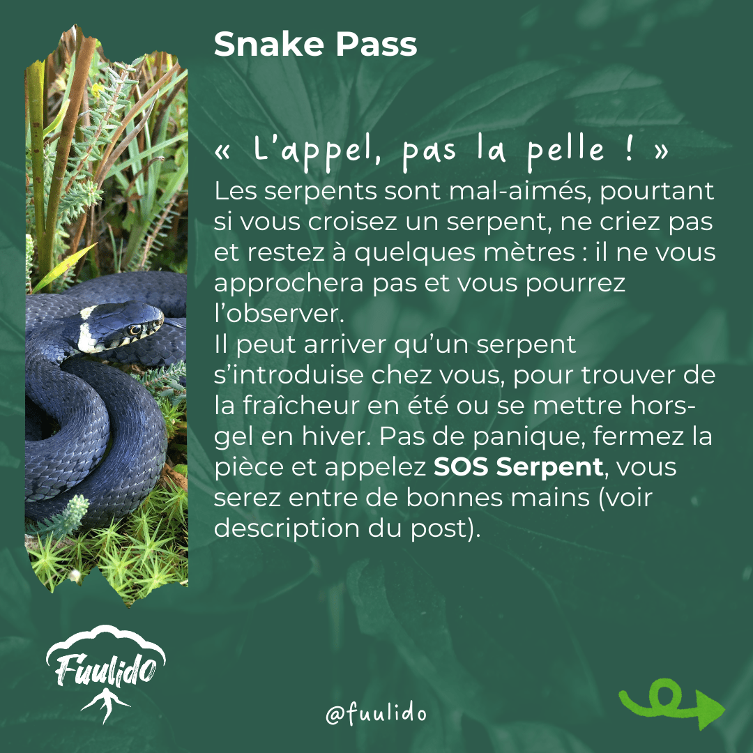 « L’appel, pas la pelle ! »
Les serpents sont mal-aimés, pourtant si vous croisez un serpent, ne criez pas et restez à quelques mètres : il ne vous approchera pas et vous pourrez l’observer.
Il peut arriver qu’un serpent s’introduise chez vous, pour trouver de la fraîcheur en été ou se mettre hors-gel en hiver. Pas de panique, fermez la pièce et appelez SOS Serpent, vous serez entre de bonnes mains (voir description du post).