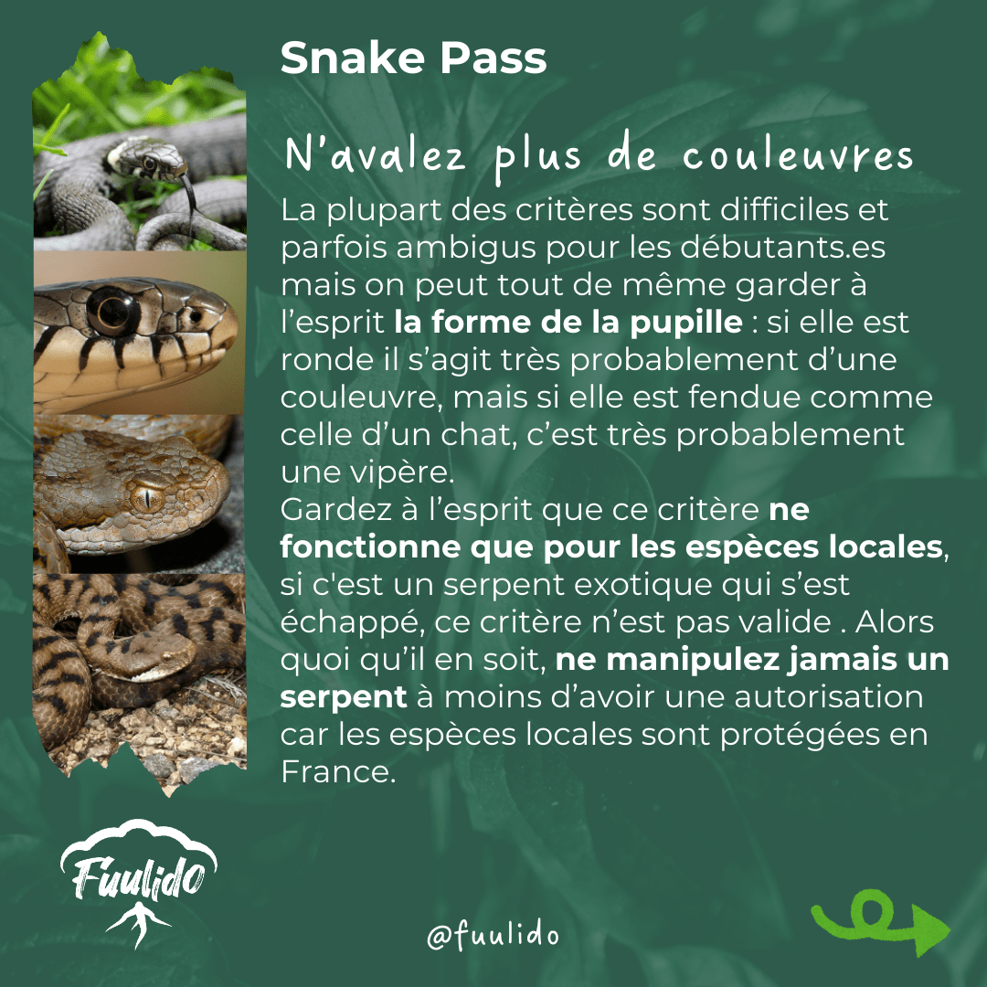 N’avalez plus de couleuvres
La plupart des critères sont difficiles et parfois ambigus pour les débutants.es mais on peut tout de même garder à l’esprit la forme de la pupille : si elle est ronde il s’agit très probablement d’une couleuvre, si elle est fendue comme celle d’un chat, c’est très probablement une vipère.
Gardez à l’esprit que ce critère ne fonctionne que pour les espèces locales, si c'est un serpent exotique qui s’est échappé, ce critère n’est pas valide . Alors quoi qu’il en soit, ne manipulez jamais un serpent à moins d’avoir une autorisation car les espèces locales sont protégées en France.