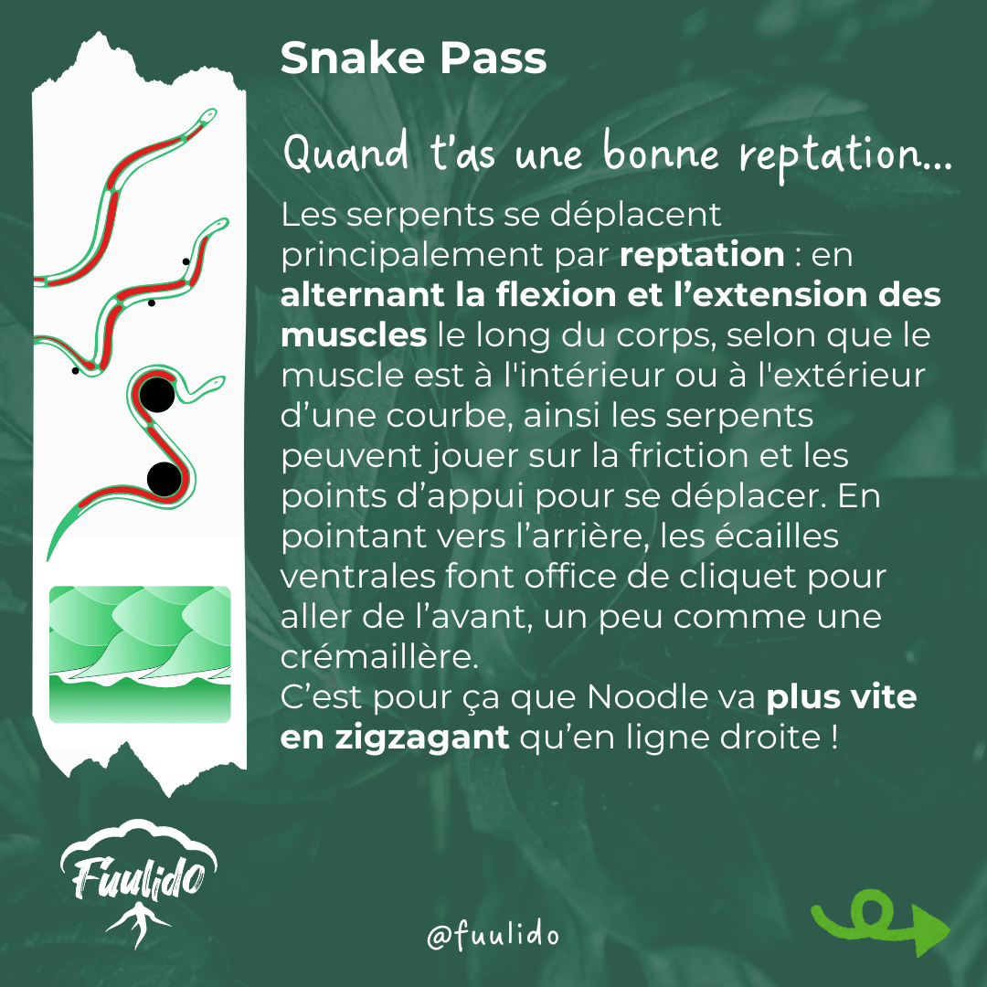 Quand t’as une bonne reptation…
Les serpents se déplacent principalement par reptation : en alternant la flexion et l’extension des muscles le long du corps, selon que le muscle est à l'intérieur ou à l'extérieur d’une courbe, ainsi les serpents peuvent jouer sur la friction et les points d’appui pour se déplacer. En pointant vers l’arrière, les écailles ventrales font office de cliquet pour aller de l’avant, un peu comme une crémaillère.
C’est pour ça que Noodle va plus vite en zigzagant qu’en ligne droite !