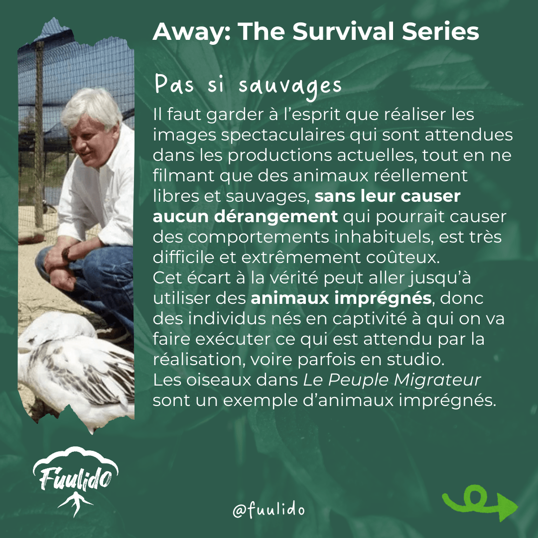 Pas si sauvages
Il faut garder à l’esprit que réaliser les images spectaculaires qui sont attendues dans les productions actuelles, tout en ne filmant que des animaux réellement libres et sauvages, sans leur causer aucun dérangement qui pourrait causer des comportements inhabituels, est très difficile et extrêmement coûteux. 
Cet écart à la vérité peut aller jusqu’à utiliser des animaux imprégnés, donc des individus nés en captivité à qui on va faire exécuter ce qui est attendu par la réalisation, parfois dans des espaces artificiels. Les oiseaux dans Le Peuple Migrateur en sont un exemple.