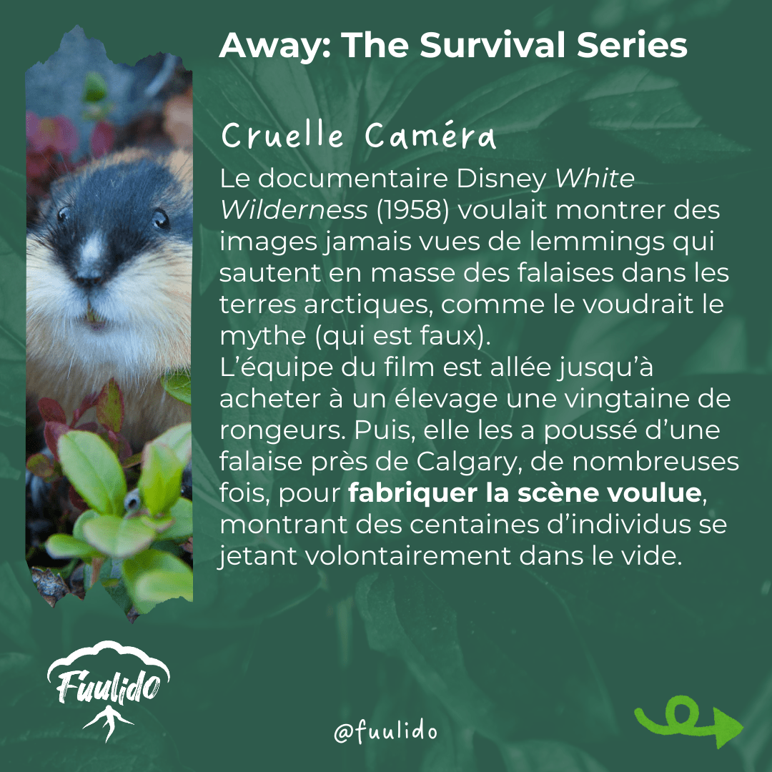Cruelle caméra
Le documentaire Disney White Wilderness (1958) voulait montrer des images jamais vues de lemmings qui sautent en masse des falaises dans les terres arctiques, comme le voudrait le mythe. L’équipe du film est allée jusqu’à acheter à un élevage une vingtaine de rongeurs. Puis, elle les a poussé d’une falaise près de Calgary, de nombreuses fois, pour fabriquer la scène voulue, montrant des centaines d’individus se jetant volontairement dans le vide.
