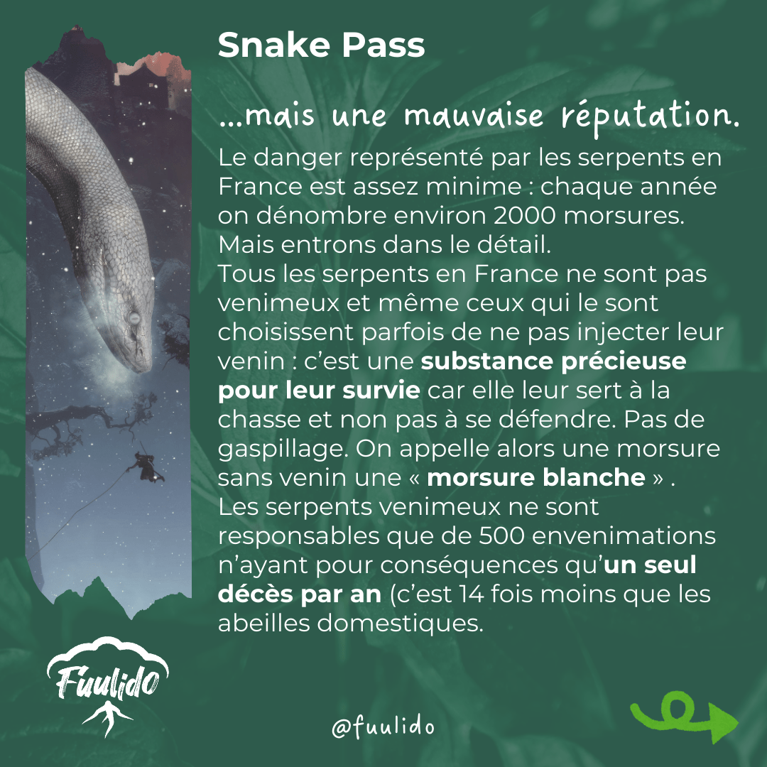 …mais une mauvaise réputation.
Le danger représenté par les serpents en France est assez minime : chaque année on dénombre environ 2000 morsures. Mais entrons dans le détail.
Tous les serpents en France ne sont pas venimeux et même ceux qui le sont choisissent parfois de ne pas injecter leur venin : c’est une substance précieuse pour leur survie car elle leur sert à la chasse et non pas à se défendre. Pas de gaspillage. On appelle alors une morsure sans venin une « morsure blanche » .
Les serpents venimeux ne sont responsables que de 500 envenimations n’ayant pour conséquences qu’un seul décès par an (c’est 14 fois moins que les abeilles domestiques.