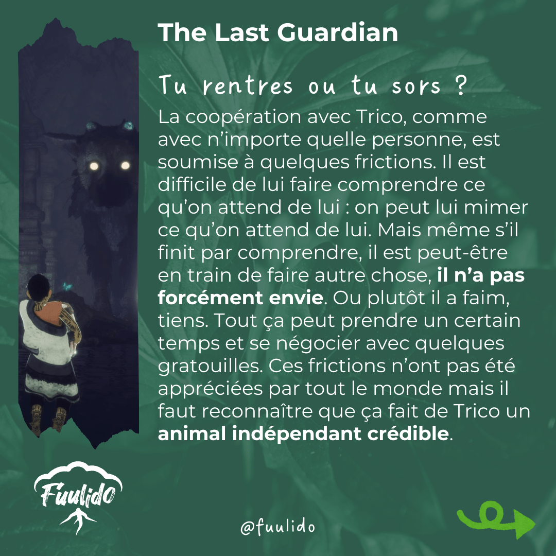 Tu rentres ou tu sors ?
La coopération avec Trico, comme avec n’importe quelle personne, est soumise à quelques frictions. Il est difficile de lui faire comprendre ce qu’on attend de lui : on peut lui mimer ce qu’on attend de lui. Mais même s’il finit par comprendre, il est peut-être en train de faire autre chose, il n’a pas forcément envie. Ou plutôt il a faim, tiens. Tout ça peut prendre un certain temps et se négocier avec quelques gratouilles. Ces frictions n’ont pas été entièrement appréciées mais il faut reconnaître que ça fait de Trico un animal indépendant crédible.