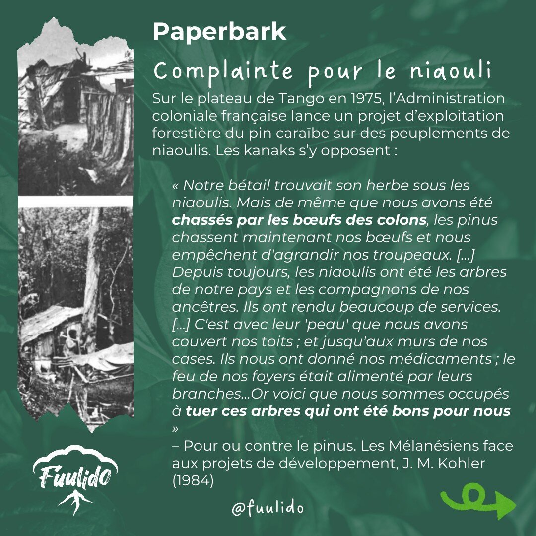 Complainte pour le niaouli
Sur le plateau de Tango en 1975, l’Administration coloniale française lance un projet d’exploitation forestière du pin caraïbe sur des peuplements de niaoulis. Les kanaks s’y opposent :
 « Notre bétail trouvait son herbe sous les niaoulis. Mais de même que nous avons été chassés par les bœufs des colons, les pinus chassent maintenant nos bœufs et nous empêchent d'agrandir nos troupeaux. […] Depuis toujours, les niaoulis ont été les arbres de notre pays et les compagnons de nos ancêtres. Ils ont rendu beaucoup de services. [...] C'est avec leur 'peau' que nous avons couvert nos toits ; et jusqu'aux murs de nos cases. Ils nous ont donné nos médicaments ; le feu de nos foyers était alimenté par leurs branches… Or voici que nous sommes occupés à tuer ces arbres qui ont été bons pour nous »
– Pour ou contre le pinus. Les Mélanésiens face aux projets de développement, J. M. Kohler (1984)