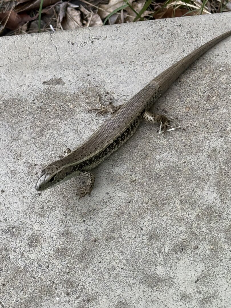 Skink - little lizard