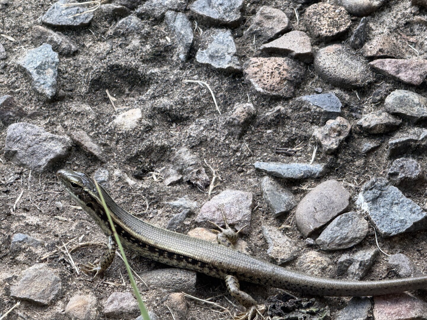 Small skink on a stormy path