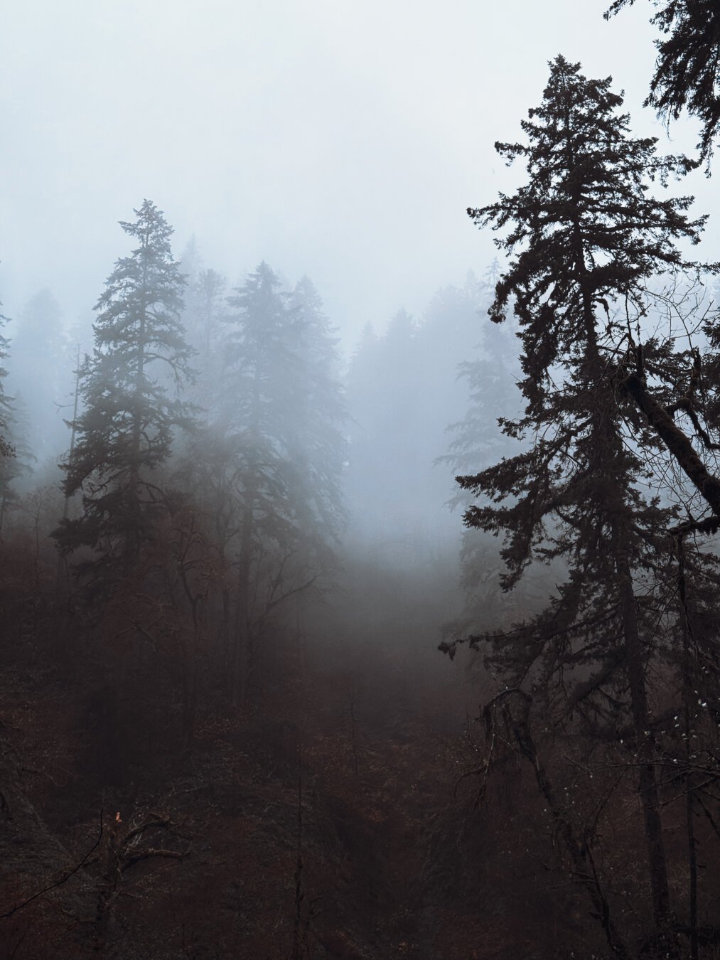 Heavy fog and mist in a Pacific Northwest forest