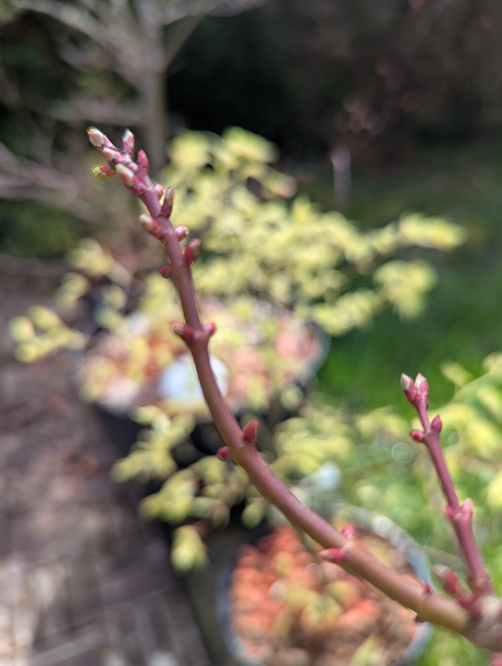 Rama de arce japonés presentando los primeros brotes. Detrás otro arce, de otro cultivar distinto, con brotes de un amarillo vivaz.