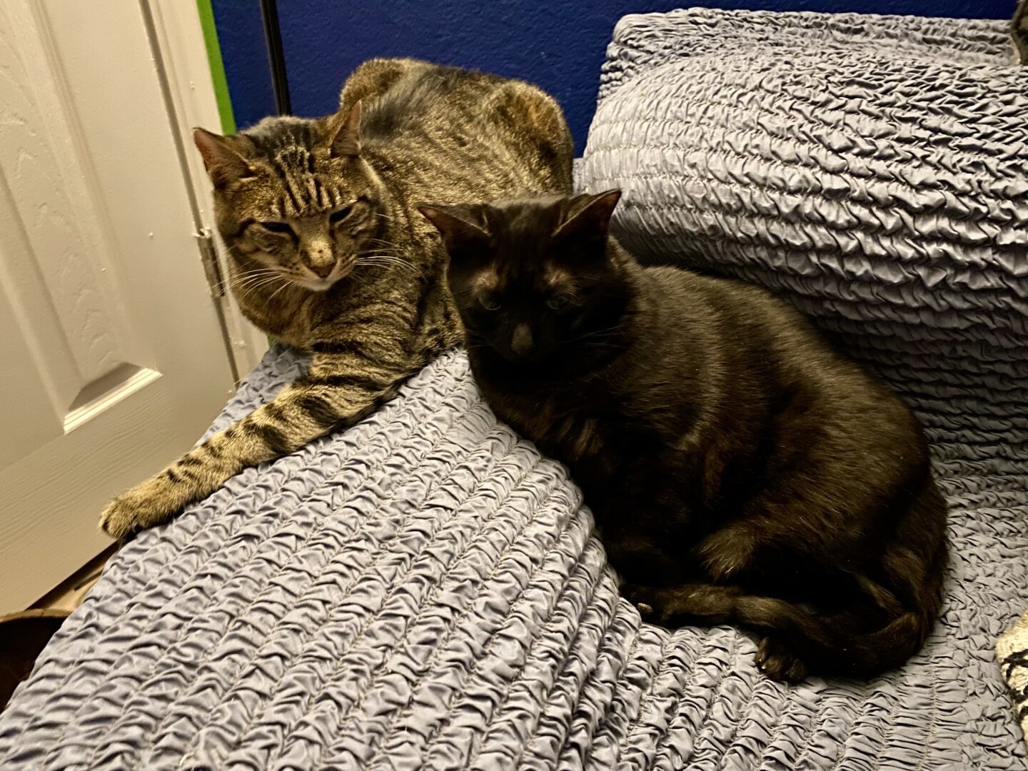 Two cats lounging very near each other on a blue couch. Archie, the brown and black tabby, is mostly loafed on the arm of the couch, except his left arm is stretched out in front of him, angled slightly to his right. Crowley, the black cat, is sitting/leaning with his right shoulder propped up on the arm of the couch. His head is as close as he can get it to Archie’s without actually touching him. Archie is looking mostly in Crowley’s direction, but Crowley is looking down (or has his eyes closed - it’s hard to tell with black cats.)