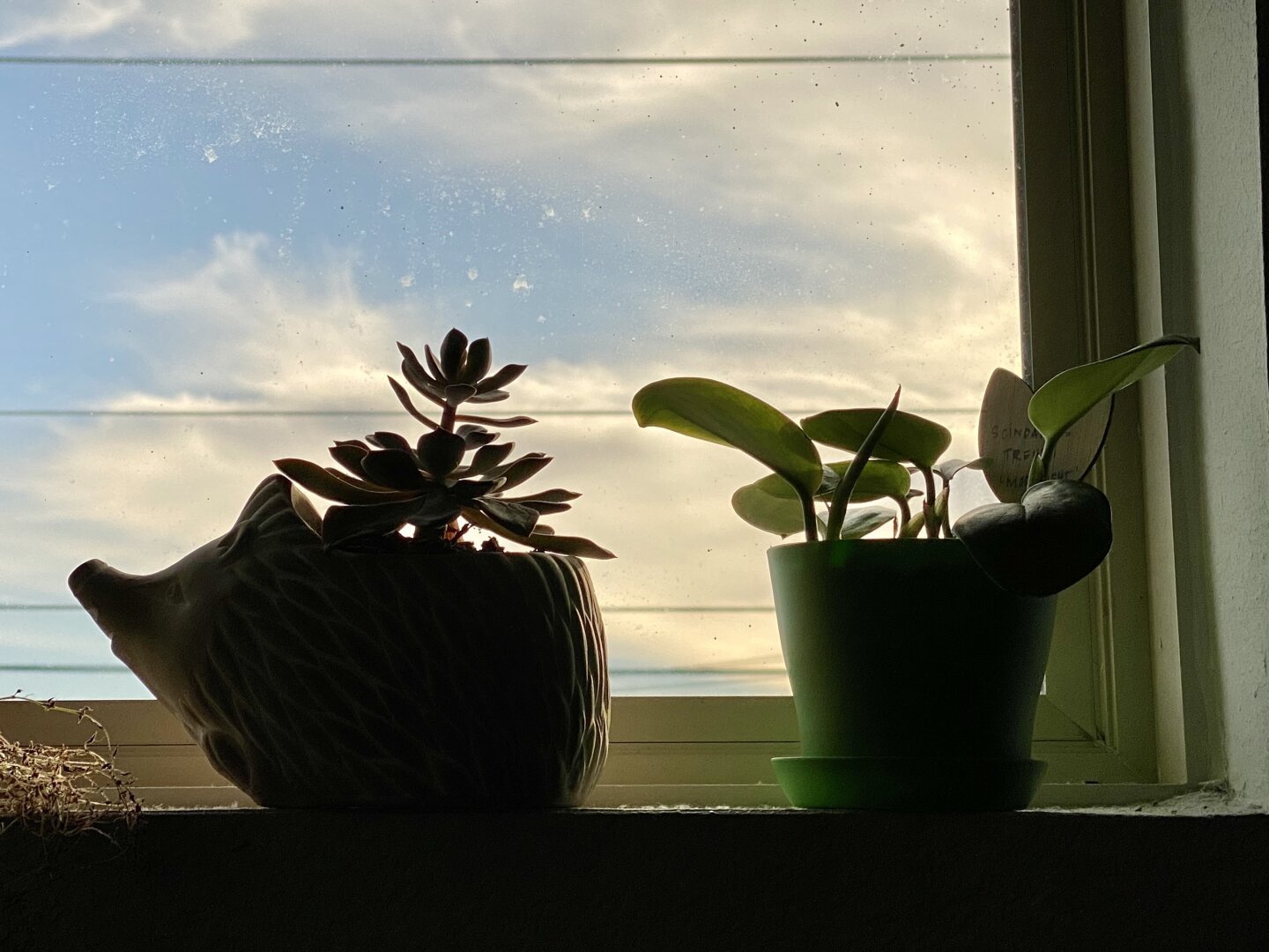 Two plants sit sit in a high bathroom window. The plants a partially in silhouette while the blue sky with fluffy white clouds shows brightly through the window. The plant on the left is a succulent in a hedgehog planter that’s facing left, and the plant on the right is a small houseplant with round-ish leaves in a green plastic pot.