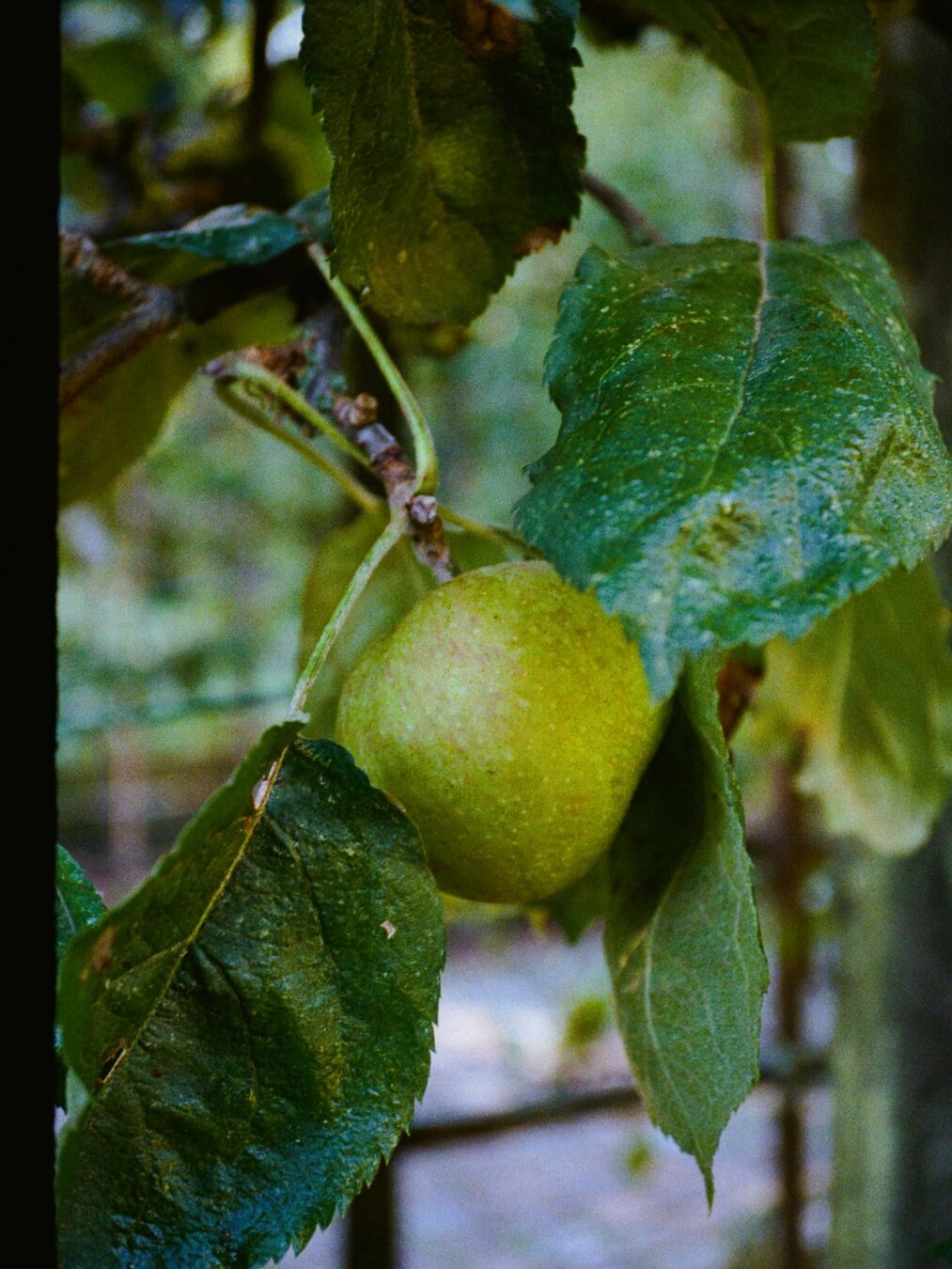 Sorry, no caption provided by author