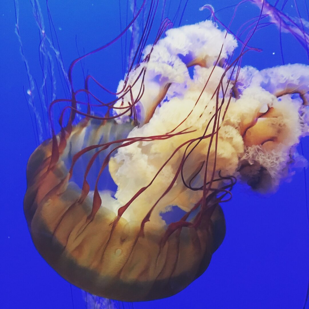 Jellyfish