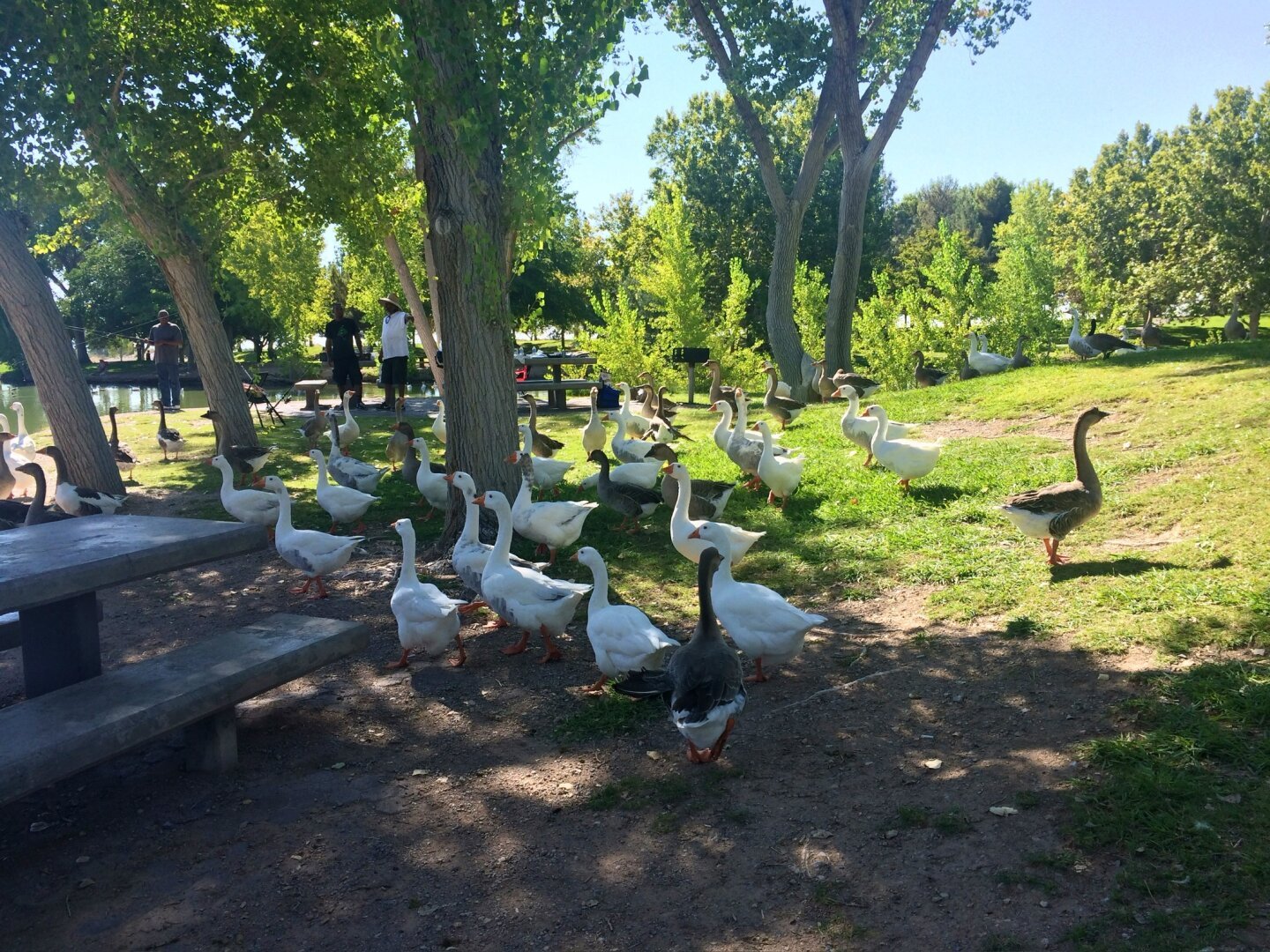 Geese