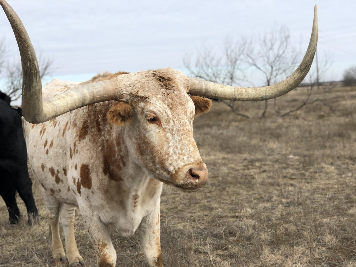 Texas Longhorn