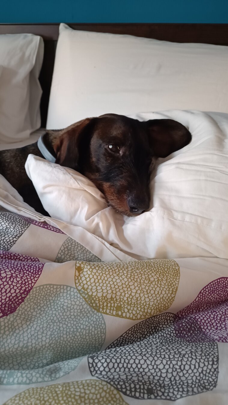 Foto de teckel metido en la cama de su tutor