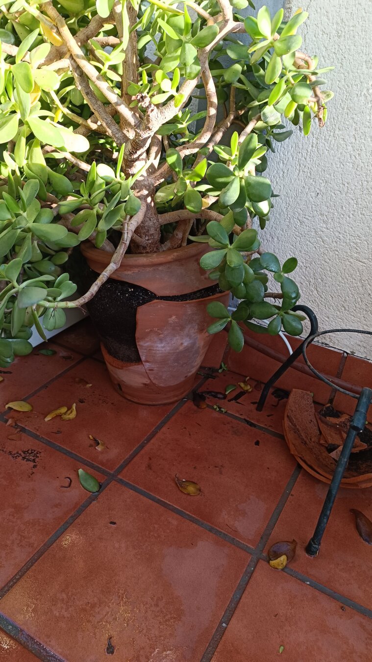 Maceta rota al caer por el viento