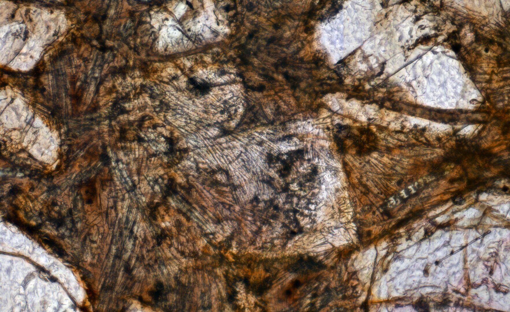 Northwest Africa (NWA) 8773 Meteorite Meteorite Thin Section microphotograph.