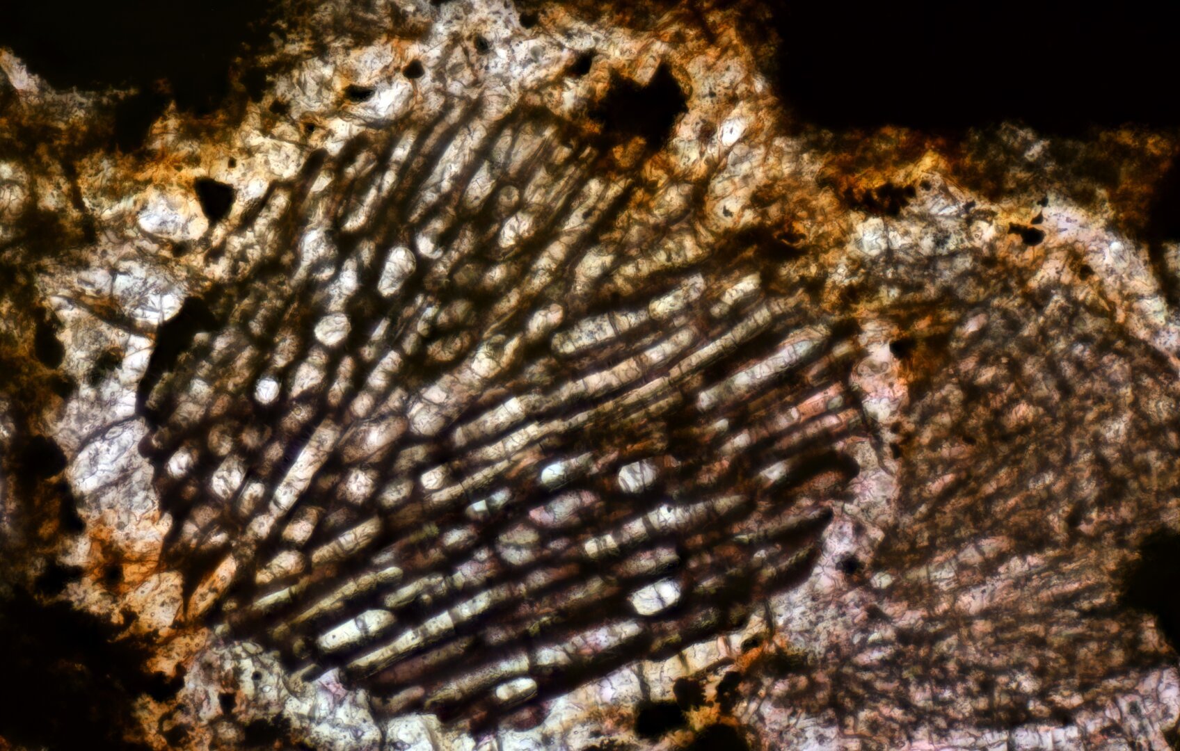 Northwest Africa (NWA) 4460 Meteorite Meteorite Thin Section microphotograph.

Solar Anamnesis, CC BY-NC-SA 2.0 via Flickr: https://flic.kr/p/2gj3k2d