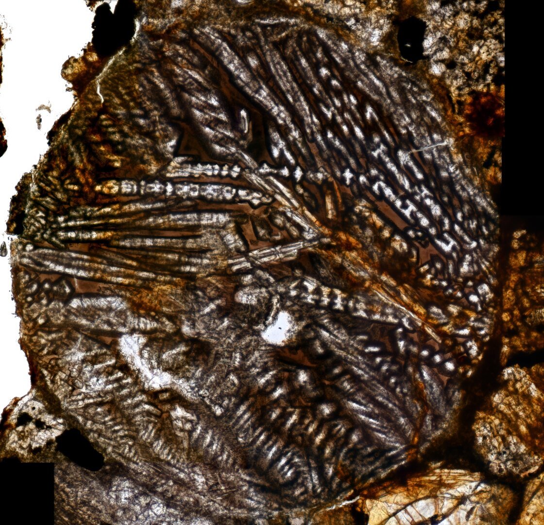 Saratov Meteorite Meteorite Thin Section microphotograph.