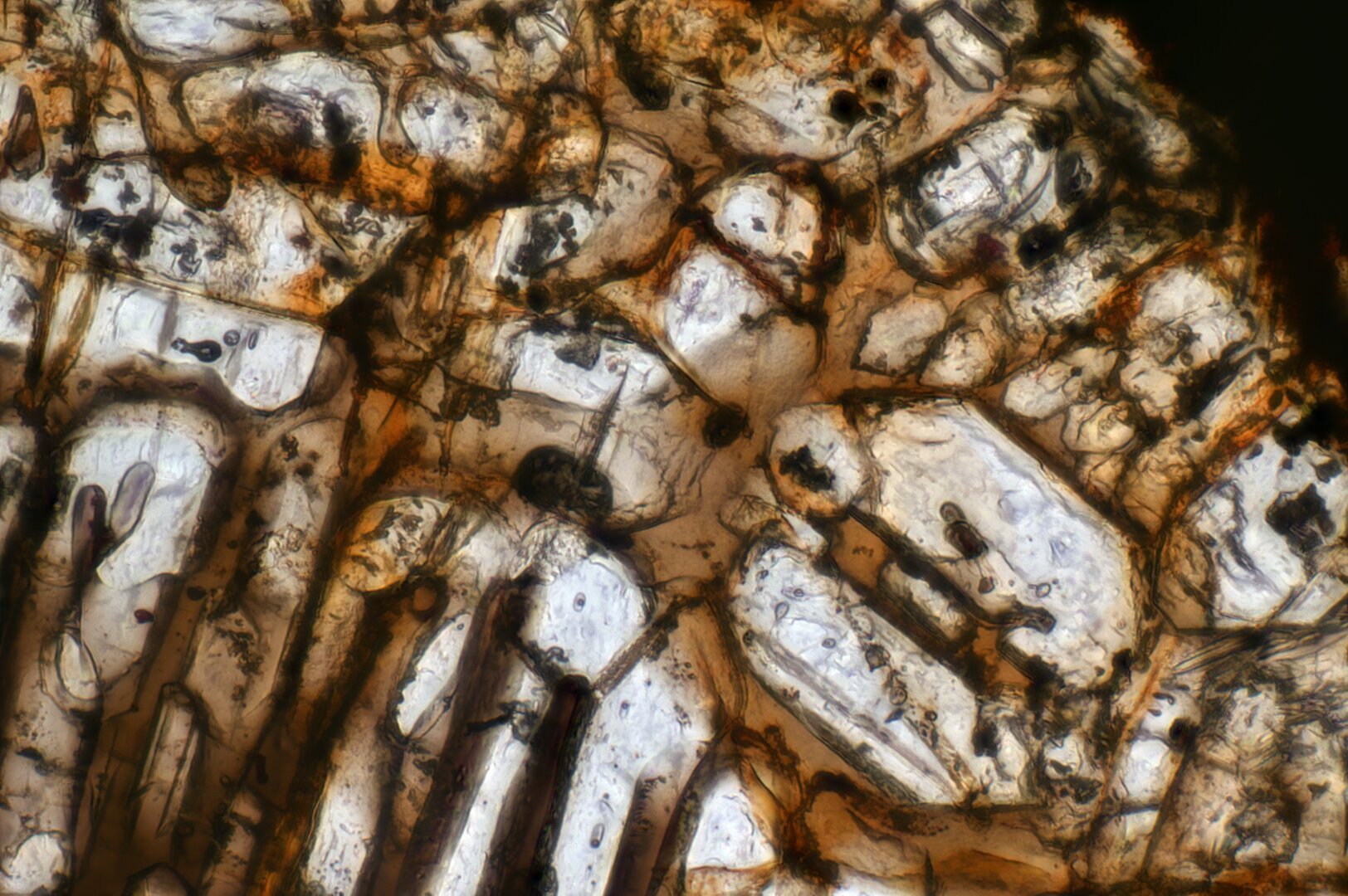 Northwest Africa (NWA) 8773 Meteorite Meteorite Thin Section microphotograph.