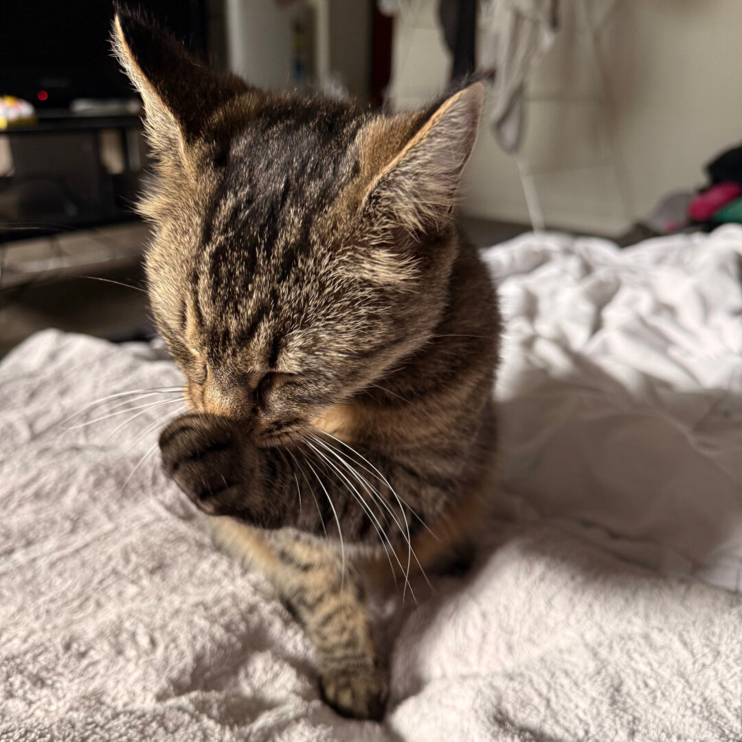 similar shot to the previous one, but Fara is licking her little foot with her eyes partially closed, looking down to the left of frame