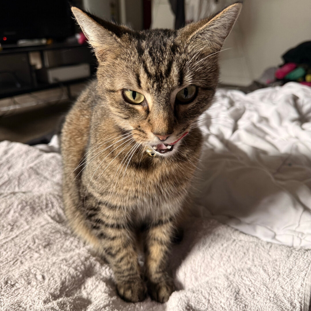 a closer shot of Fara the golden tabby on a towel on my bed. she is almost looking at the camera, with her ears angled to the sides a little bit and her mouth open, licking her jowls.