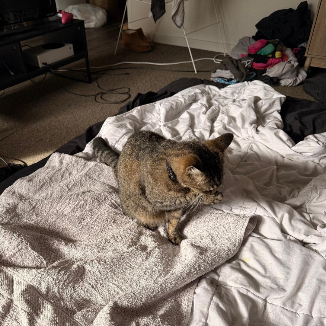 Fara the golden tabby cleaning her face on a towel on my bed in a slightly different pose