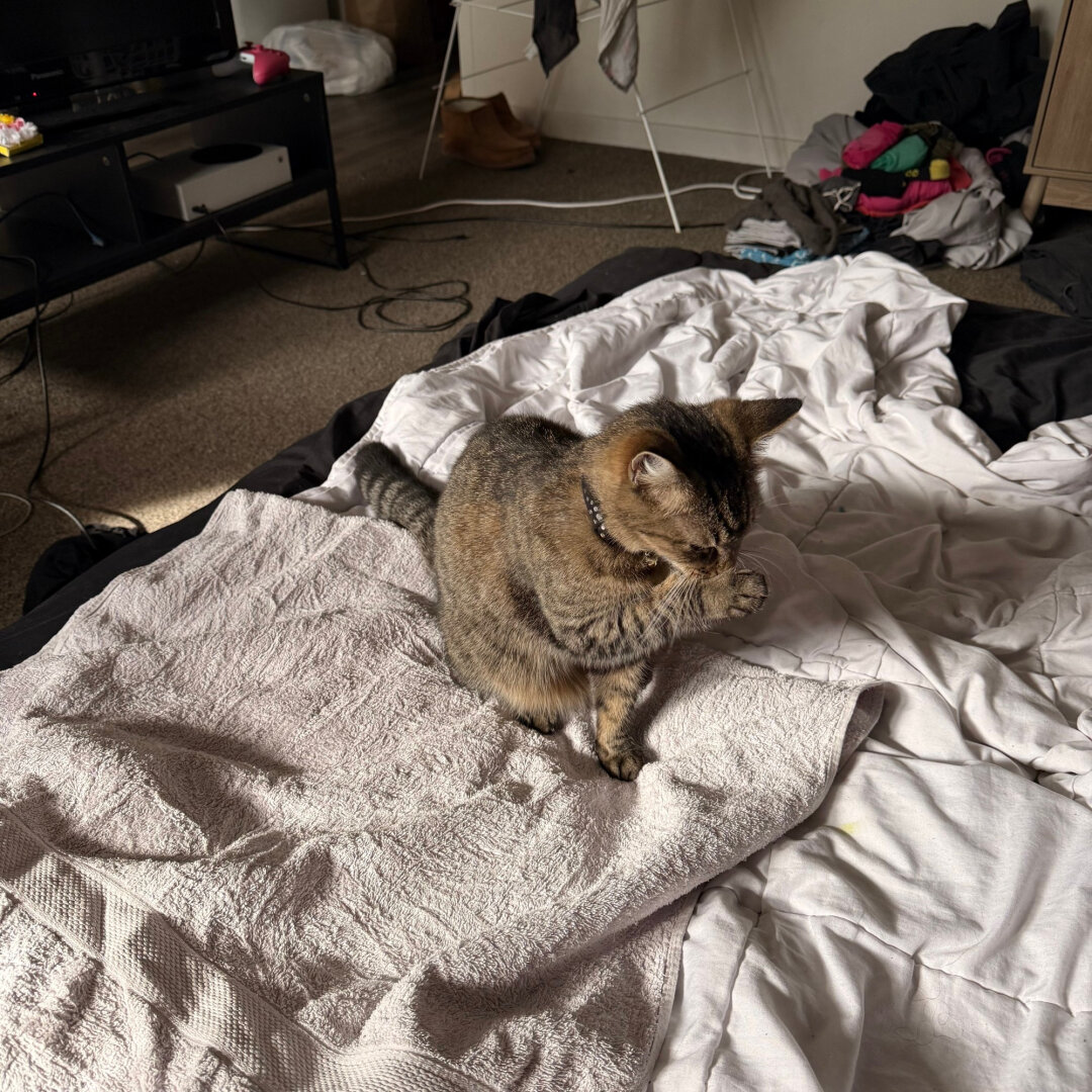 Fara the golden tabby cleaning her face on a towel on my bed