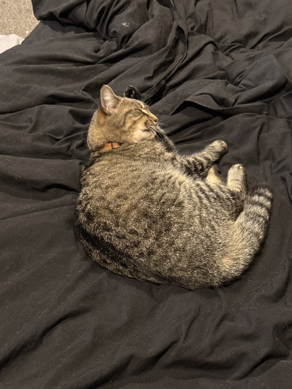Fara the golden tabby on my bed rubbing her paw on her face