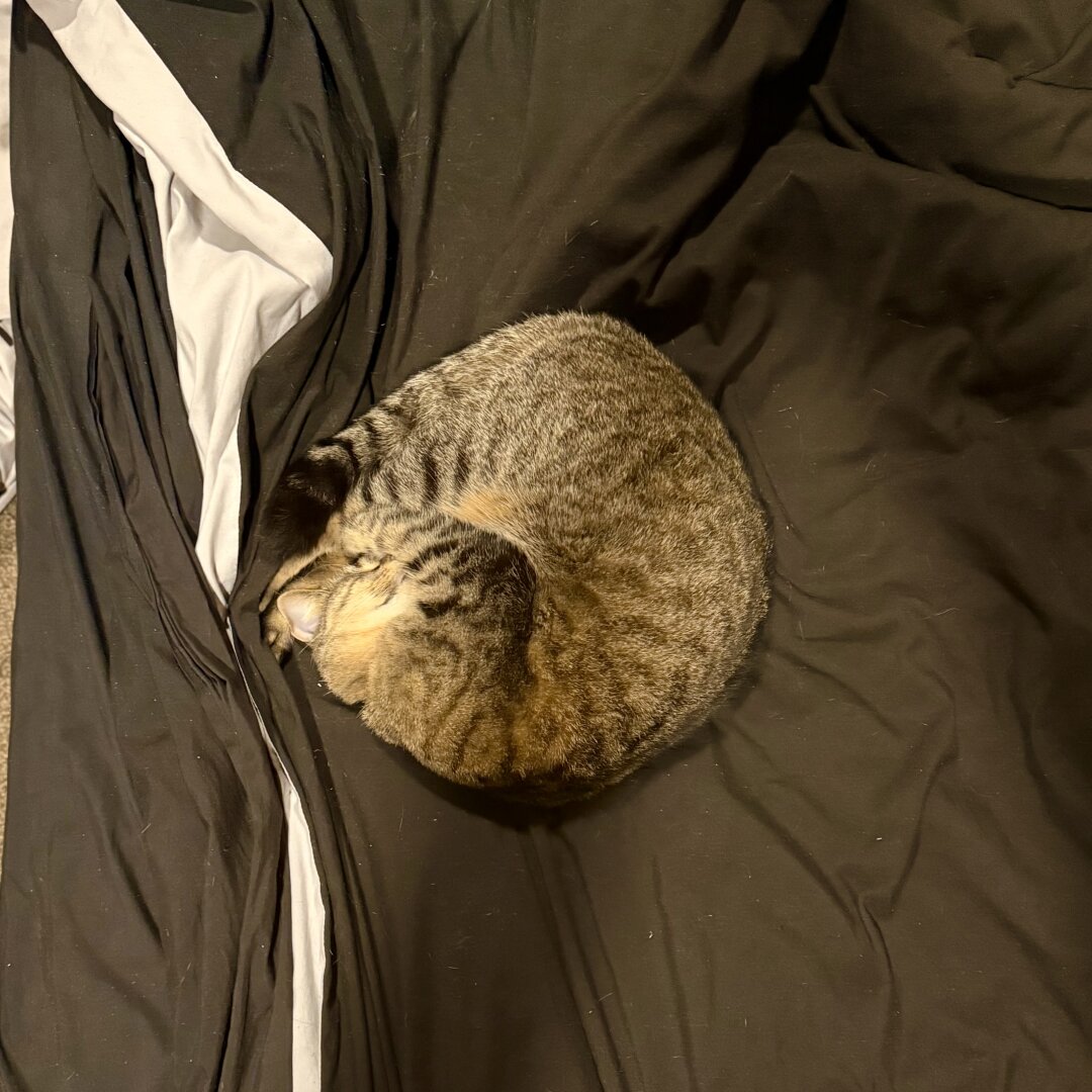 Fara the golden tabby curled up on my bed with one of her little hands tucked over her nose and her little mouth is very slightly open, though you can’t see any teefs