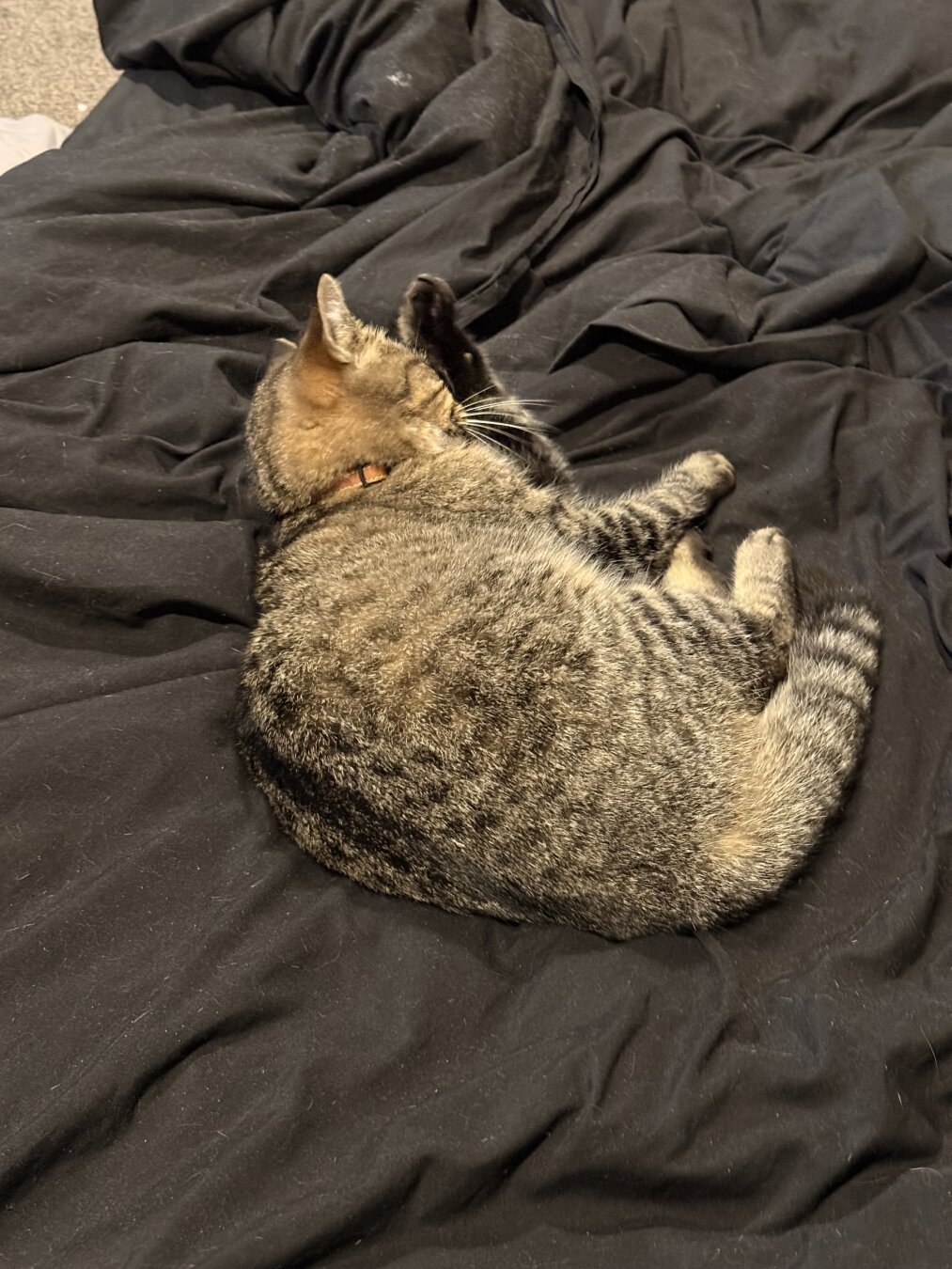 Fara the golden tabby on my bed rubbing her paw on the other side of her face