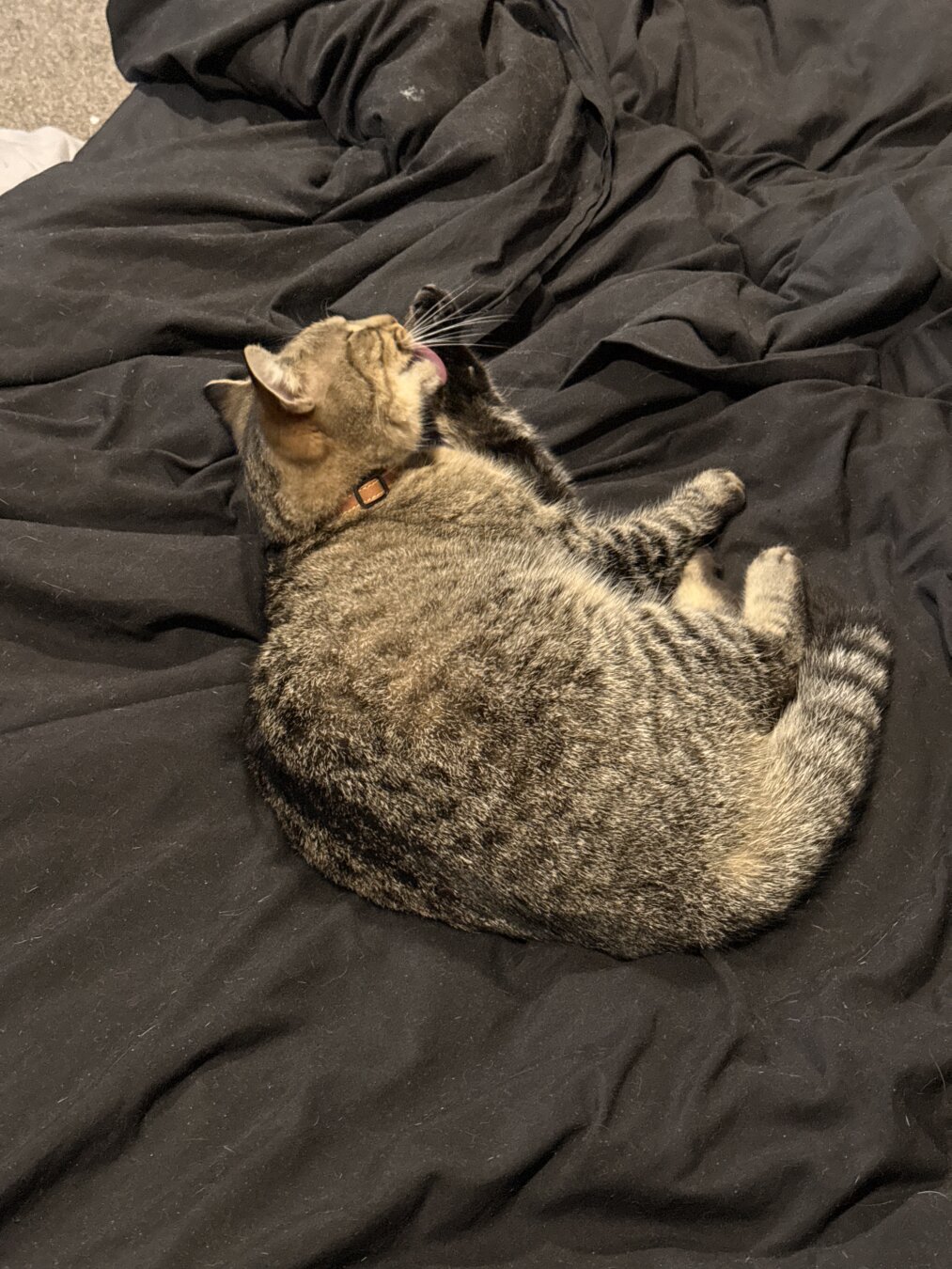 Fara the golden tabby on my bed licking her paw