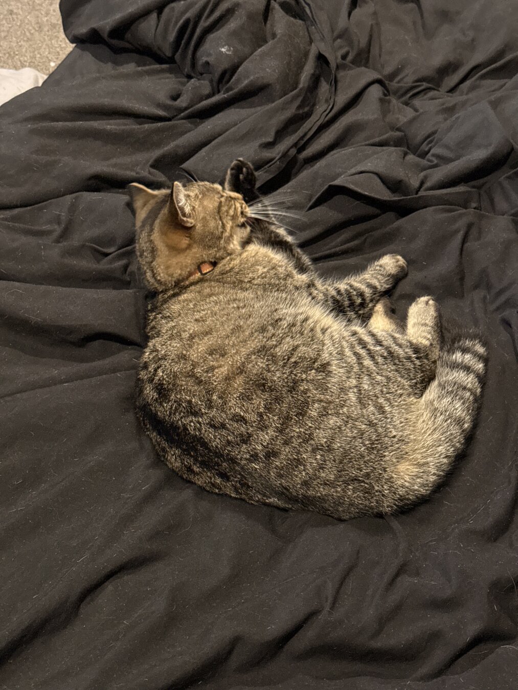 Fara the golden tabby on my bed with her maw open about to lick her paw