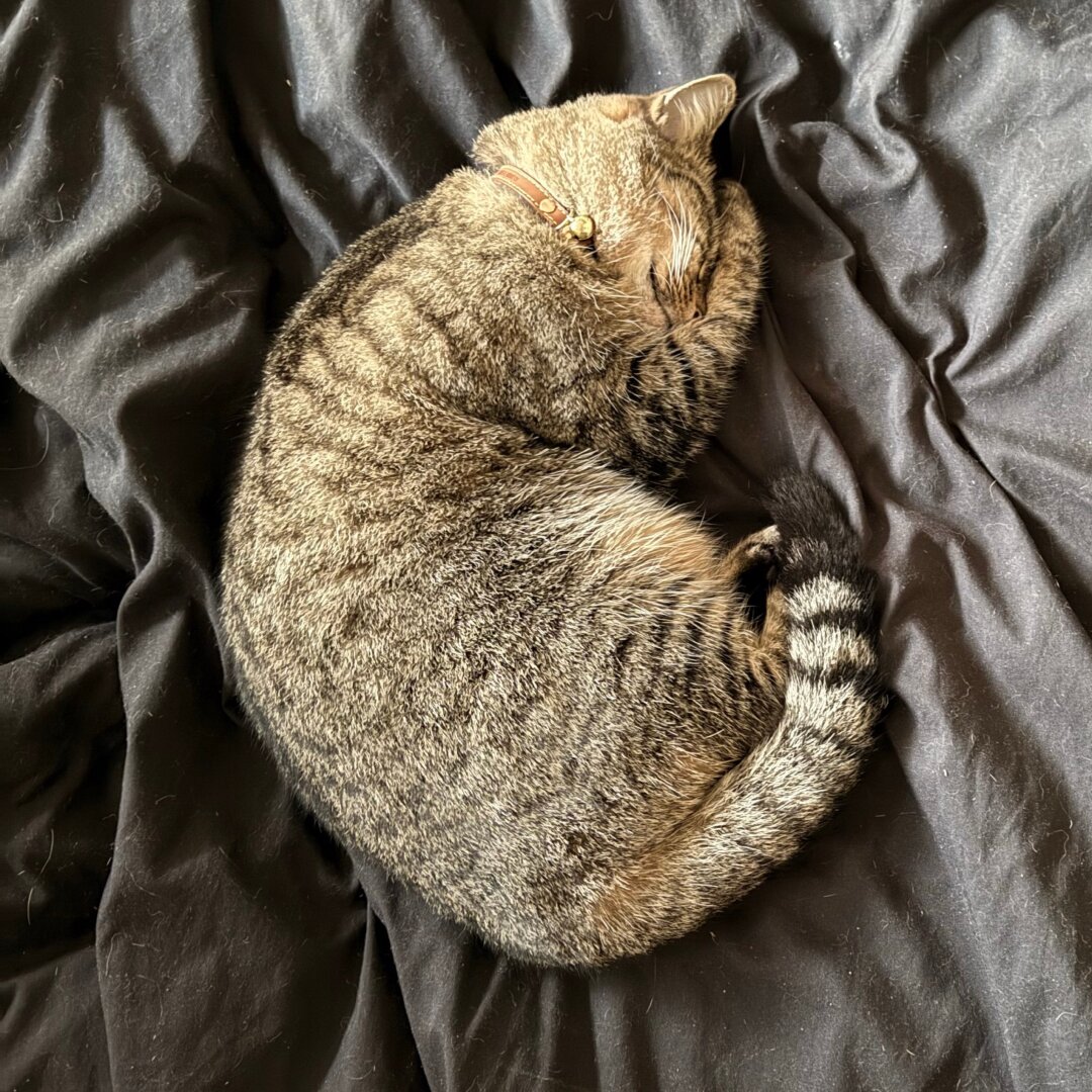 Fara the golden tabby once again curled up on my bed asleep. she has her little hands covering part of her little face while she snooze