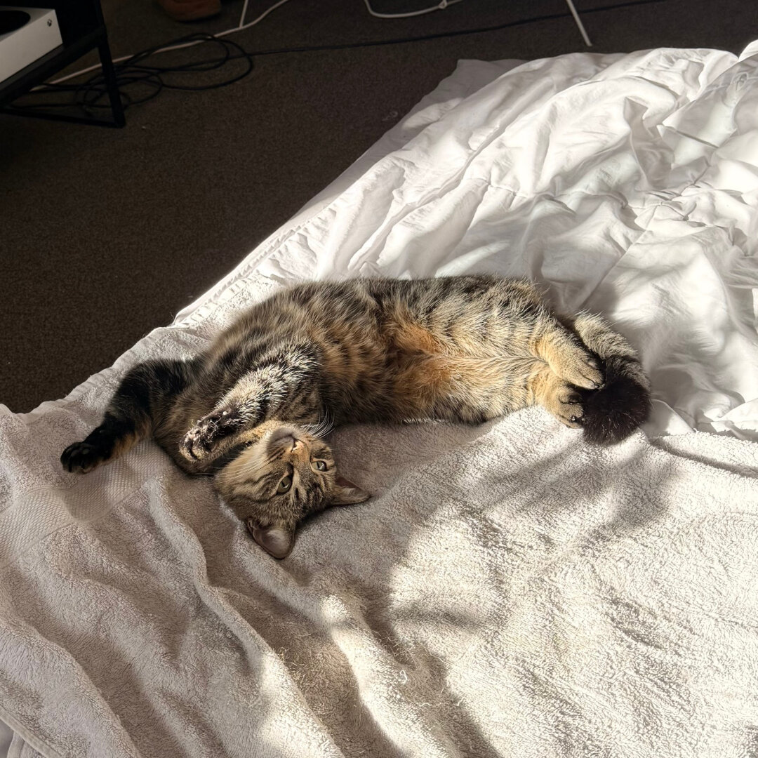 Fara the golden tabby stretched out on her back on my bed with her front legs pointing up in the air and her back legs pointing off in a completely different direction. she is looking up at the ceiling.