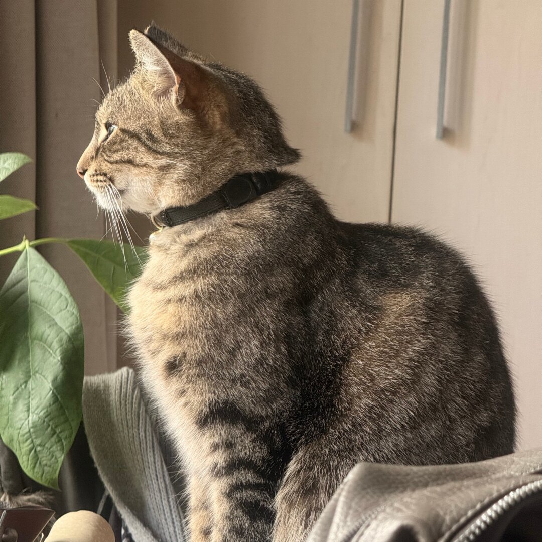 very similar to the first image but zoomed in so you can better see the zebra-like pattern on her fur